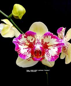 Phalaenopsis I-Hsin Spot Leopard