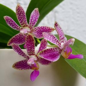 Phalaenopsis Alfinia