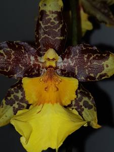 Oncidium Tiger Star