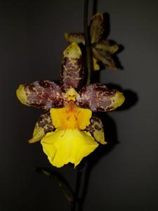 Oncidium Tiger Star