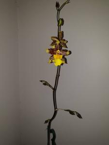 Oncidium Tiger Star