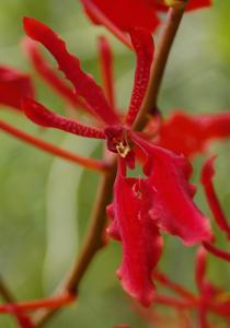 Renanthera Red Feathers