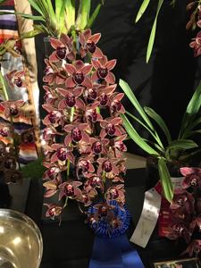 Cymbidium Charles Weckerle Thrun