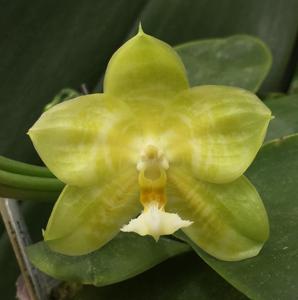 Phalaenopsis Pylo's Key-Lime Pie