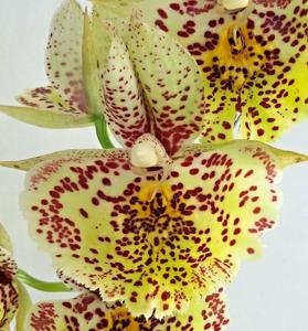 Catasetum Susan Fuchs