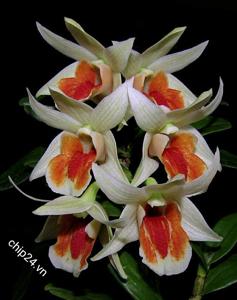 Dendrobium Dawn Maree