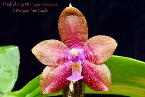 Phalaenopsis Norman's Dragon Tree