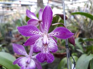 Epicatarthron Hilo Adventure