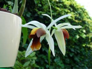 Coelogyne Bird in Flight