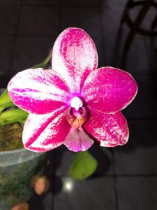 Phalaenopsis Ken Avant