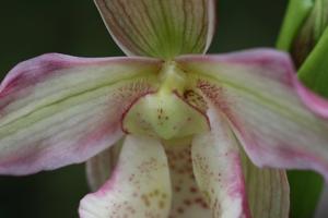 Phragmipedium Lemoinierianum