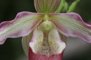 Phragmipedium Lemoinierianum