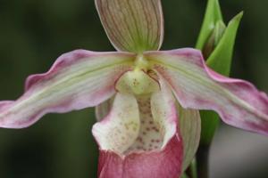 Phragmipedium Lemoinierianum