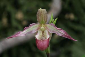 Phragmipedium Lemoinierianum