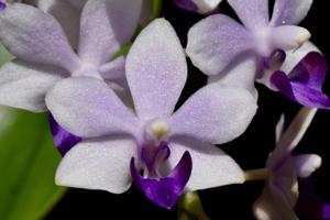 Phalaenopsis Tzu Chiang Sapphire