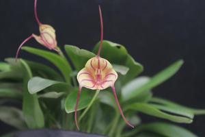 Masdevallia Tuakau Candy