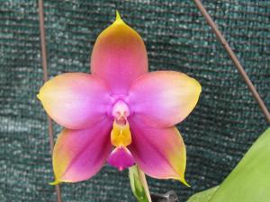 Phalaenopsis Yaphon Dragon Maiden