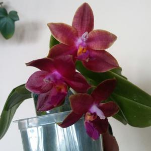 Phalaenopsis Lea Marie Salazar
