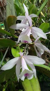 Brassocattleya Aka's Angel