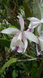 Brassocattleya Aka's Angel