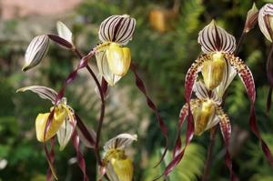 Paphiopedilum Yang-Ji Apple-philippinense