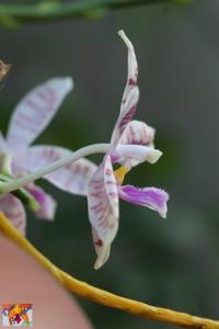 Phalaenopsis Telu