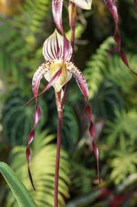 Paphiopedilum Yang-Ji Apple-philippinense