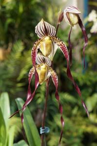 Paphiopedilum Yang-Ji Apple-philippinense