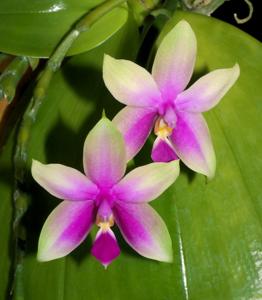 Phalaenopsis Samera