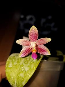 Phalaenopsis Spring Rain