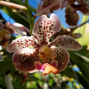 Vanda Burgeffii