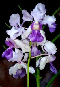 Vanchoanthe Michelle Lim