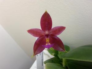 Phalaenopsis CTL Cornu Queen