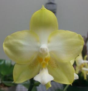 Phalaenopsis KS Jadegreen