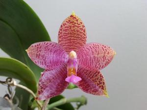 Phalaenopsis LD Mok Chio