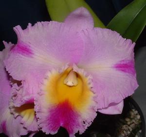 Rhyncholaeliocattleya Burdekin Carnival