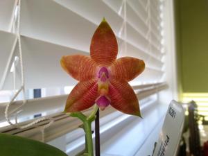 Phalaenopsis Chienlung Bear Ambo