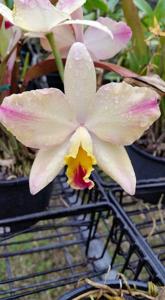 Cattleya Fire Magic