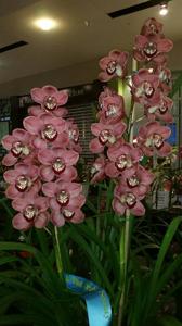 Cymbidium Spicy Khan