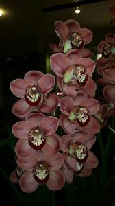 Cymbidium Spicy Khan