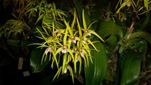 Dendrobium Hilda Poxon