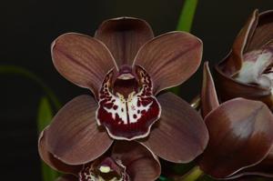 Cymbidium Khan Flame