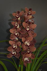 Cymbidium Khan Flame