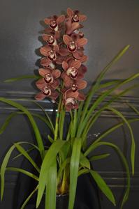 Cymbidium Khan Flame