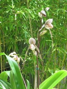 Paphiopedilum Saint Swithin