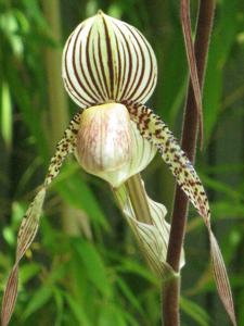 Paphiopedilum Saint Swithin