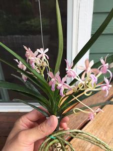 Vanda Hiroshima Choice
