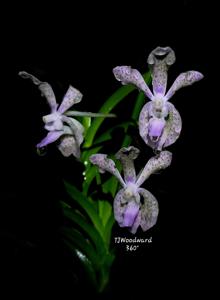 Papilionanda Pohchang