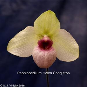 Paphiopedilum Helen Congleton