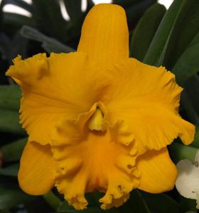 Rhyncholaeliocattleya Diamonds and Gold